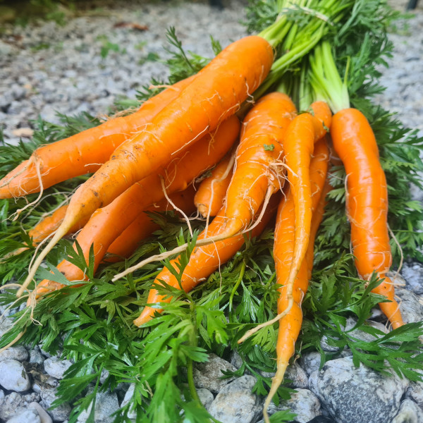 Carotte fanes